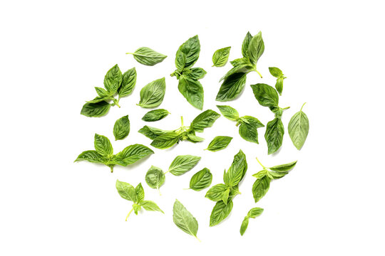 Sweet basil leaves on white background.