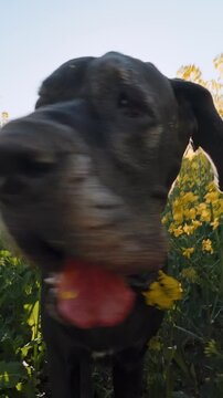 Great Dane Dog Close Up Face Rapeseed Field Spring Sunburst Worm Eye View Yellow Flowers Foreground Pet Lifestyle Joy Freedom Canine Portrait Backlight Starburst Nature Walk Outdoors Countryside Healt
