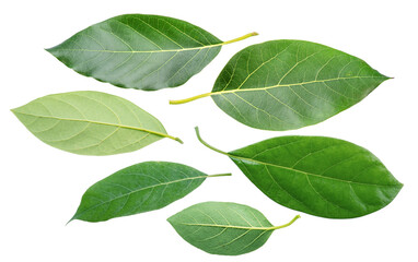 Fototapeta premium Fresh green leaves of an avocado tree isolated on a white background. Botanical asset.