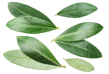 Fototapeta premium A set of fresh olive tree leaves isolated on a white background. Green olive leaves