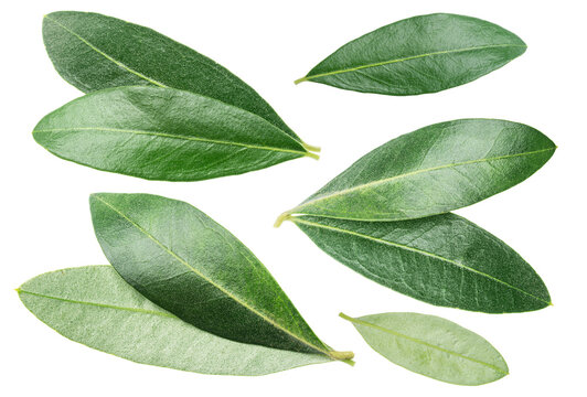 A set of fresh olive tree leaves isolated on a white background. Green olive leaves
