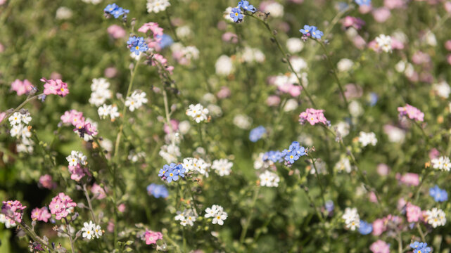 tricolor forget-me-nots flower field background