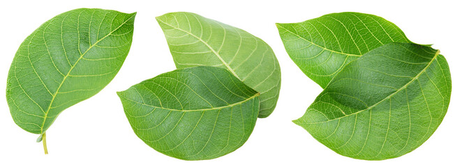 Fototapeta premium Set of green young walnut leaves isolated on a white background.