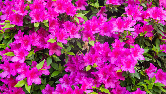 seamless background with pink azalea flowers in full bloom, flower