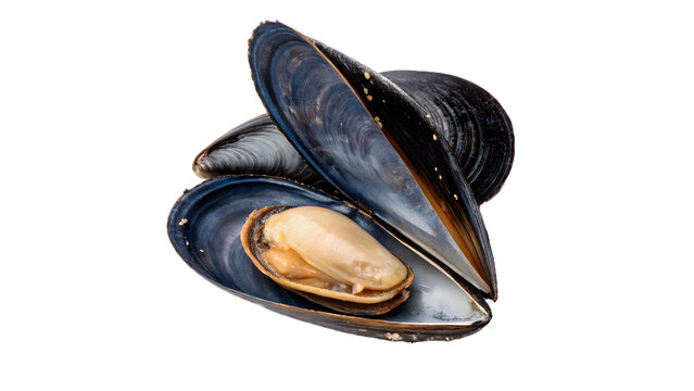 Two fresh natural open bivalve blue mussel shells seafood delicacy isolated on transparent background