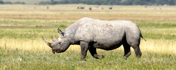 Rhinocéros noir, © JAG IMAGES