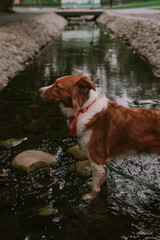Dog border collie in the park © Юлия Батаева