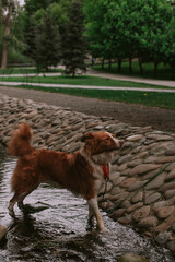Dog border collie in the park © Юлия Батаева