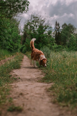 Dog border collie in the park © Юлия Батаева