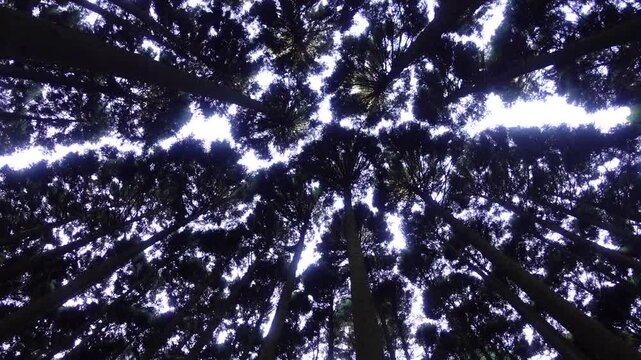 Looking up at towering cedar forest canopy with sunlight