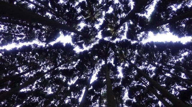 Tall cedar trees reaching skyward viewed from below in serene forest