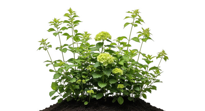 Green hydrangea bush with leaves and flowers as transparent object