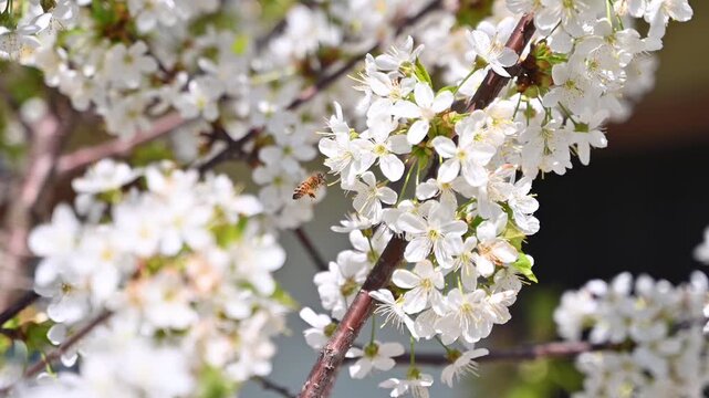 Blossoming tree branches with white flowers and honey bees flying to collect pollen in spring garden