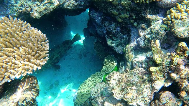 Large grouper fish hiding through the Great Barrier Reef, the world's largest coral reef ecosystem