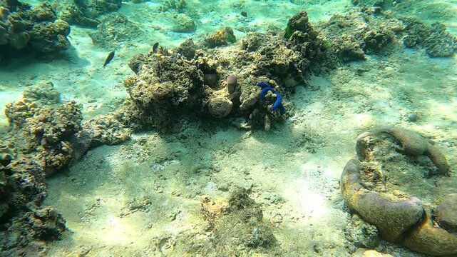 Beautiful rare blue starfish in the Great Barrier Reef, the world's largest coral reef ecosystem