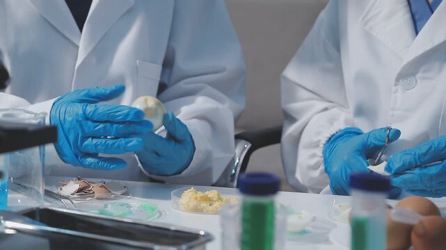 Researcher conducts food analysis in laboratory on eggs and dairy with microscope and data sheet for study on nutrition concept