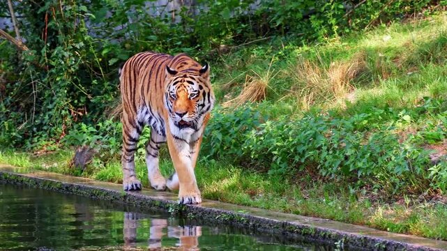 The Siberian tiger, Panthera tigris altaica is the biggest cat in the world