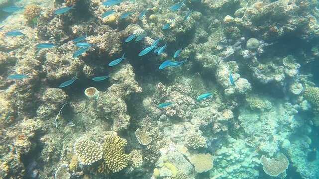 Great Barrier Reef, the world's largest coral reef ecosystem. It can be seen from outer space and is the world's biggest structure made by living organisms