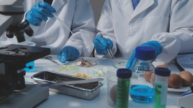 Researcher conducts food analysis in laboratory on eggs and dairy with microscope and data sheet for study on nutrition concept