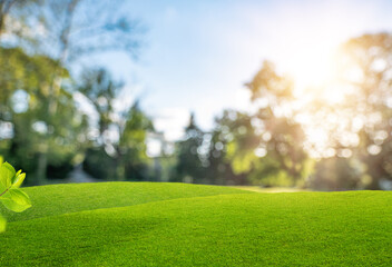 Obraz premium Green grass hills with blurred park background and sunlight