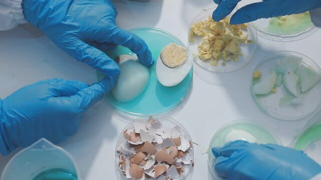 Researcher conducts food analysis in laboratory on eggs and dairy with microscope and data sheet for study on nutrition concept