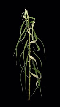 Time lapse of drying Willow (or sallows or osiers) branch leaves with ALPHA transparency channel isolated on black background, vertical orientation, 4K