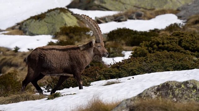 Ibex close up walking in slow motion through the snow in Italian Alps, beautiful horns and fur details visible 