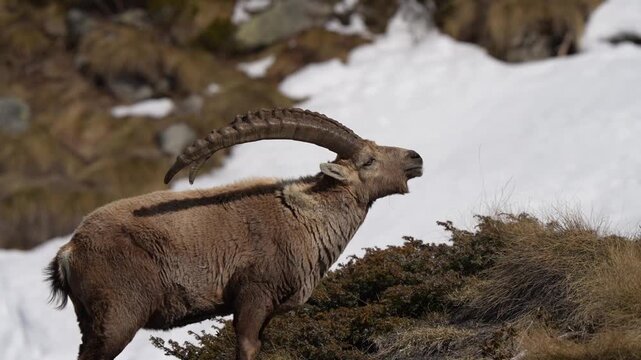 Ibex close up scratching its back in slow motion through the snow in Italian Alps, beautiful horns and fur details visible 
