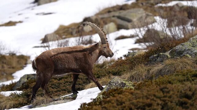 Ibex close up walking in slow motion through the snow in Italian Alps, beautiful horns and fur details visible 