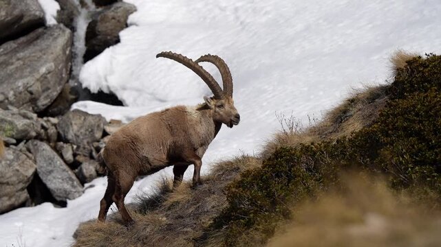 Ibex close up walking in slow motion through the snow in Italian Alps, beautiful horns and fur details visible 