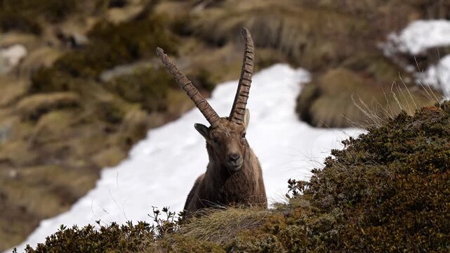 Ibex close up chewing in slow motion through the snow in Italian Alps, beautiful horns and fur details visible 