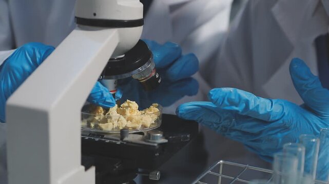 Researcher conducts food analysis in laboratory on eggs and dairy with microscope and data sheet for study on nutrition concept