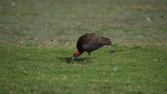 Red-naped Ibis adult grazing in an Indian grassland, typical dark head with a patch of crimson red warty skin on the crown and nape