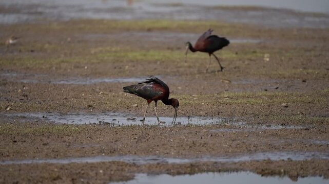 Glossy Ibis grazing in a large wetland. Beautiful iridescent plumage and long beak 