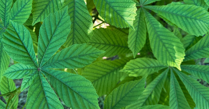 Green chestnut leaves as a background