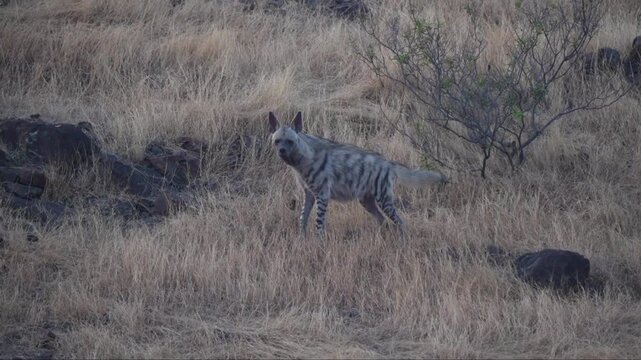 Striped hyena adult walking in the Indian grassland at sunrise, beautiful stripe pattern fur