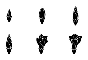 Flower Bud Growth Stages Vector Icons, Botanical Bloom Development Set, Nature Plant Lifecycle Icons © Ripa