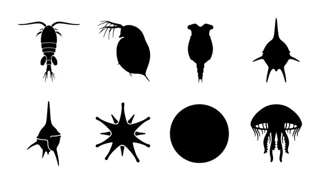 Plankton Silhouettes Collection, Microscopic Organisms Vector Set, Aquatic Life Icons