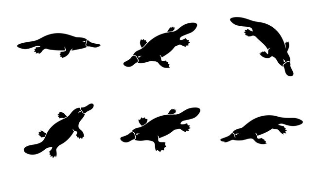 Platypus Silhouettes, Six Diverse Poses, Australian Wildlife Vector Icons