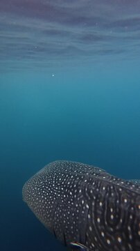 Vertical underwater footage of a majestic whale shark swimming gracefully beneath a boat in clear tropical ocean, Saleh Bay, Indonesia
