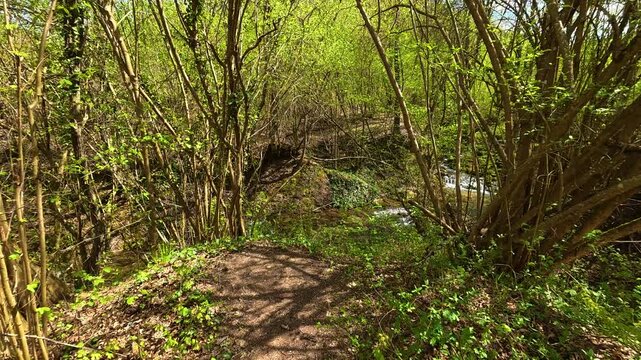 Green branches frame a winding forest trail. Bigar Waterfall, Stara Planina. (Balkan Mountains), Serbia.