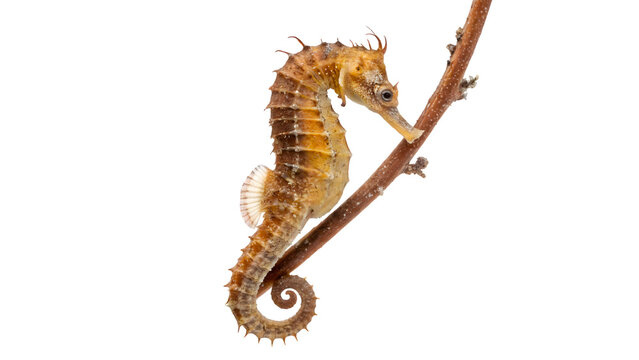 A unique small wild sea horse seahorse creature perched calmly on a twig isolated on transparent background