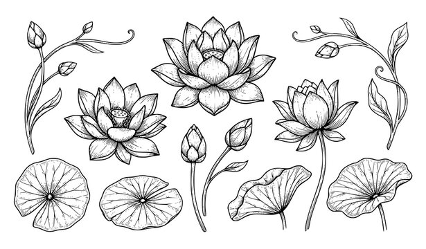 Water Lily Botanical Floral Vector Collection with Hand Drawn Flower and Leaf Elements