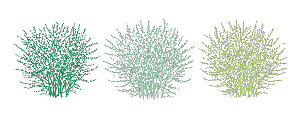 Minimalist green bush vector set, three botanical shrub illustrations in sage and emerald tones, garden plant silhouettes for landscape design © jindu