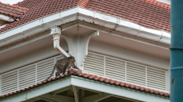 Long-tailed macaque sitting on a house roof in Thailand
