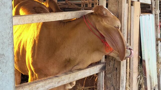 Cow feeding on hay or dry grass in cattle shed