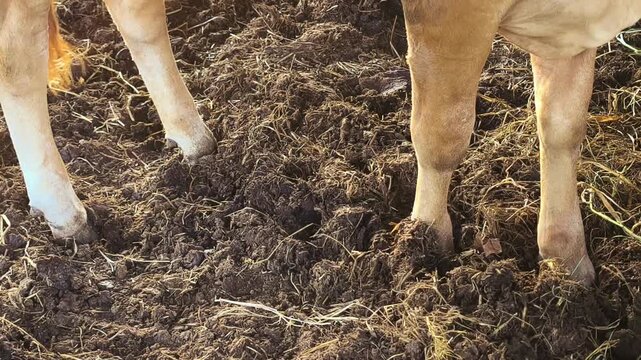 Fresh cow dung and soiled straw on wet barn floor in a livestock shed, cattle manure as natural fertilizer