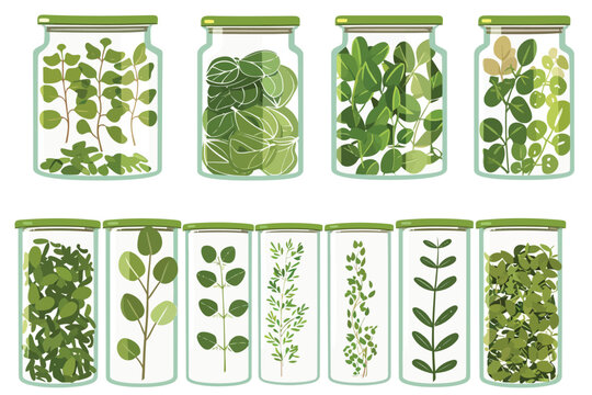dried moringa leaves in different containers set isolated illustration