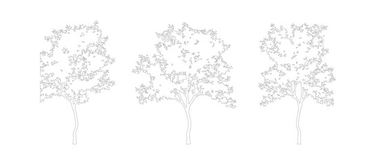 Minimalist tree outline vector set, architectural landscape plant sketches, thin line drawing of three deciduous trees for site plans and diagrams © jindu