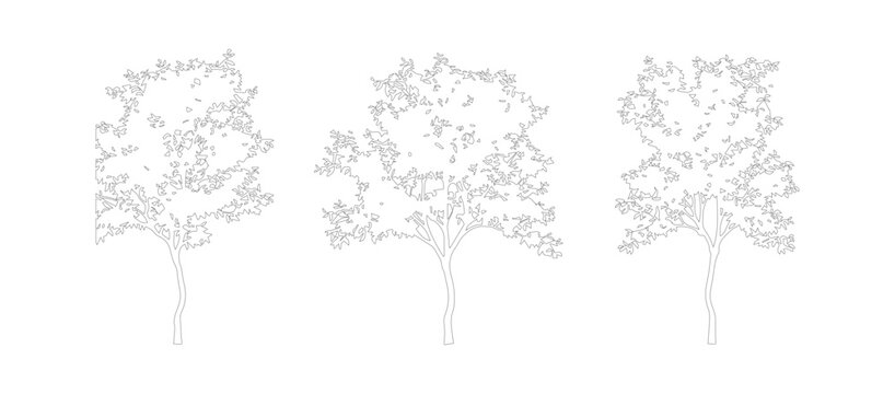 Minimalist tree outline vector set, architectural landscape plant sketches, thin line drawing of three deciduous trees for site plans and diagrams